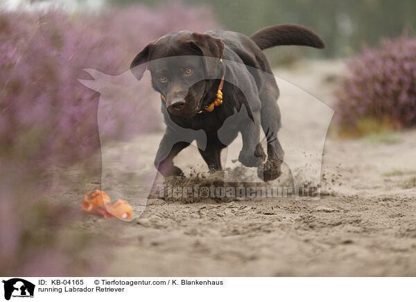 running Labrador Retriever / KB-04165