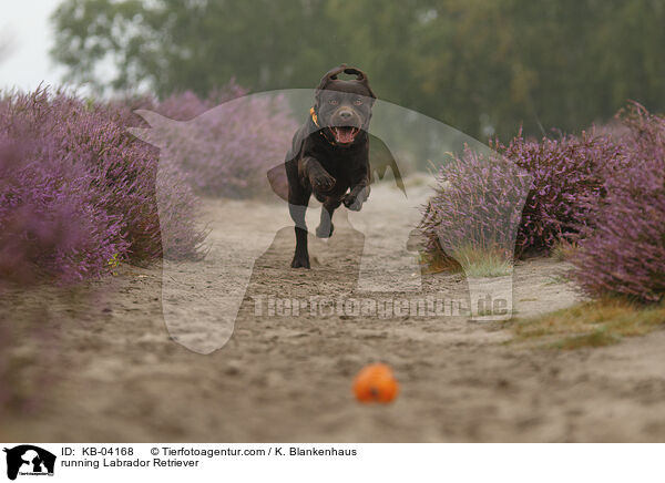 running Labrador Retriever / KB-04168