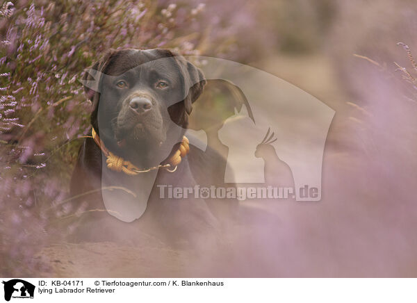 lying Labrador Retriever / KB-04171