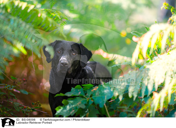 Labrador Retriever Portrait / Labrador Retriever Portrait / BS-08098