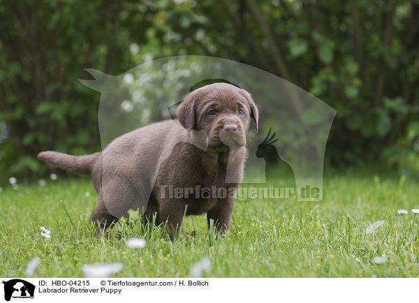 Labrador Retriever Welpe / Labrador Retriever Puppy / HBO-04215