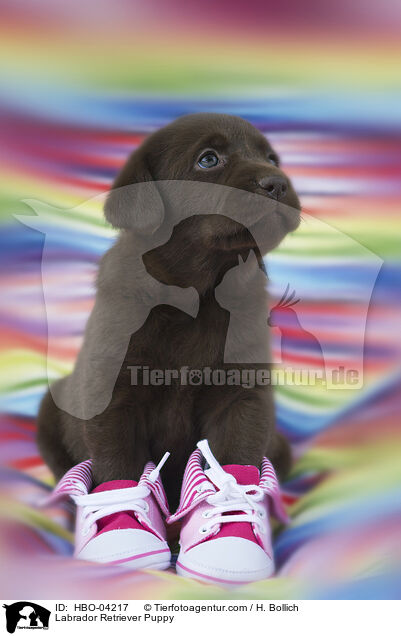 Labrador Retriever Welpe / Labrador Retriever Puppy / HBO-04217