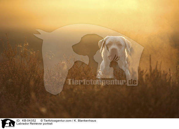Labrador Retriever Portrait / Labrador Retriever portrait / KB-04352
