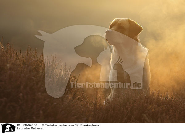 Labrador Retriever / Labrador Retriever / KB-04358