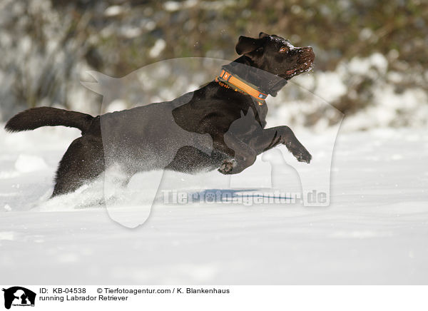 rennender Labrador Retriever / running Labrador Retriever / KB-04538