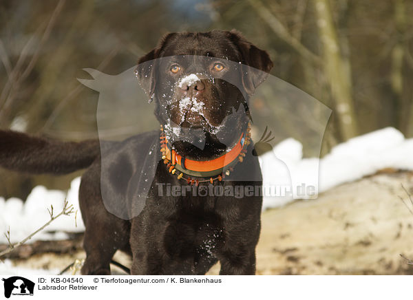 Labrador Retriever / Labrador Retriever / KB-04540