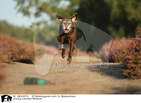 running Labrador Retriever / KB-04574
