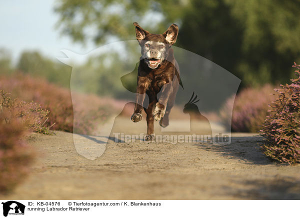 running Labrador Retriever / KB-04576