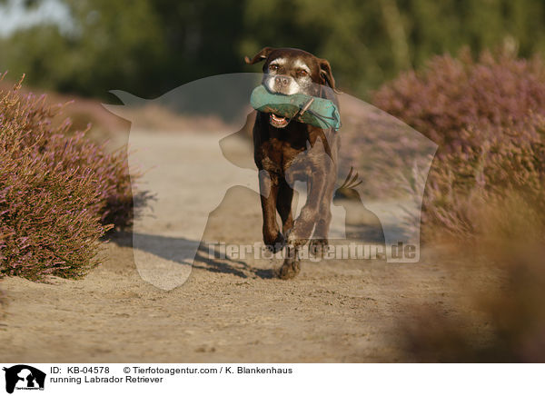 running Labrador Retriever / KB-04578