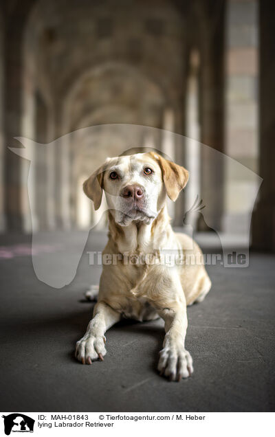 liegender Labrador Retriever / lying Labrador Retriever / MAH-01843
