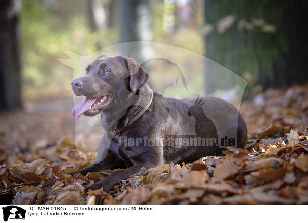 lying Labrador Retriever / MAH-01845