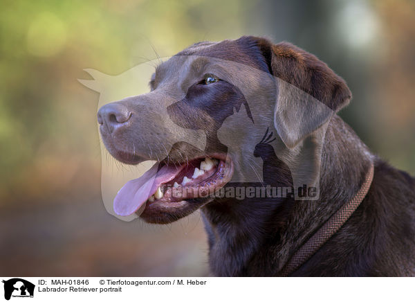 Labrador Retriever portrait / MAH-01846