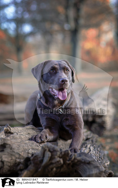 lying Labrador Retriever / MAH-01847
