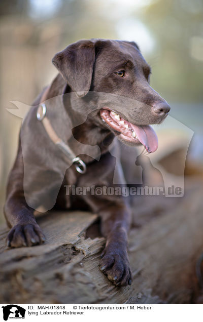 lying Labrador Retriever / MAH-01848
