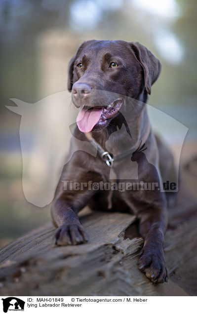 lying Labrador Retriever / MAH-01849
