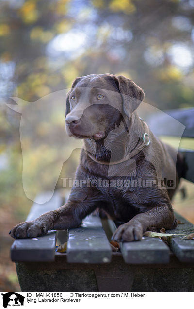 lying Labrador Retriever / MAH-01850