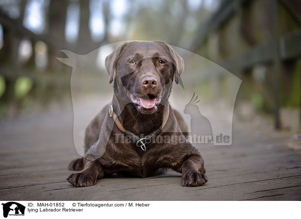 lying Labrador Retriever / MAH-01852