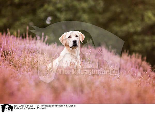 Labrador Retriever Portrait / Labrador Retriever Portrait / JAM-01462