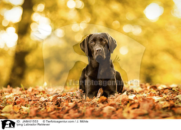 lying Labrador Retriever / JAM-01553