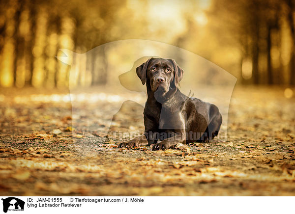 lying Labrador Retriever / JAM-01555