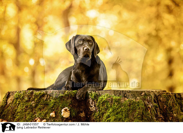 lying Labrador Retriever / JAM-01557