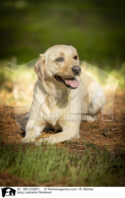 liegender Labrador Retriever / lying Labrador Retriever / RR-102891