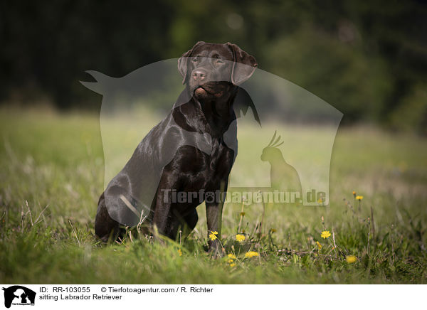 sitting Labrador Retriever / RR-103055