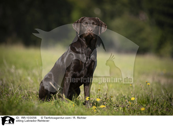 sitting Labrador Retriever / RR-103056