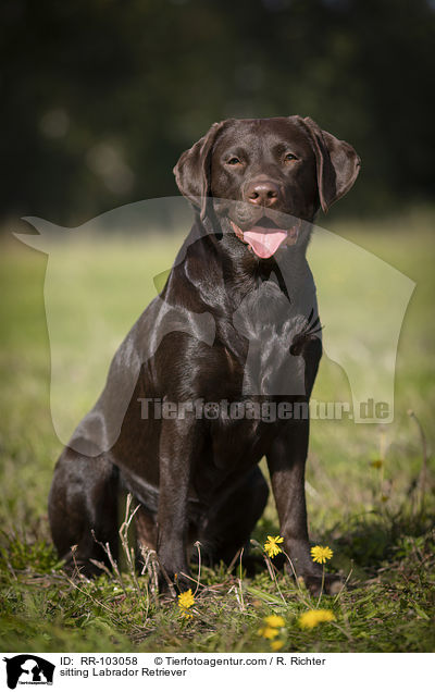 sitting Labrador Retriever / RR-103058