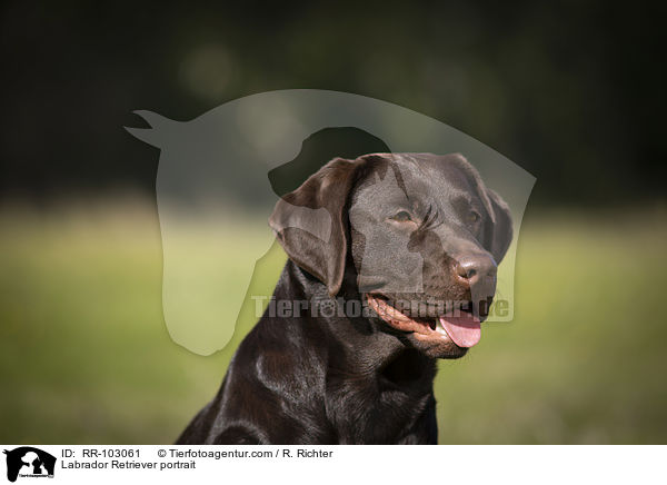 Labrador Retriever portrait / RR-103061
