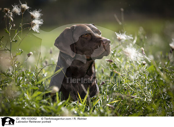 Labrador Retriever portrait / RR-103062