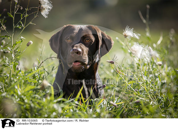 Labrador Retriever Portrait / Labrador Retriever portrait / RR-103065