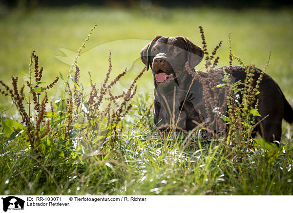 Labrador Retriever / RR-103071