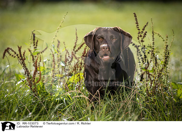 Labrador Retriever / RR-103073