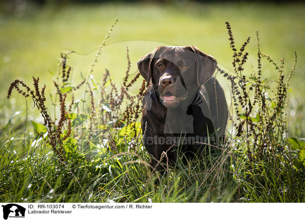 Labrador Retriever / RR-103074
