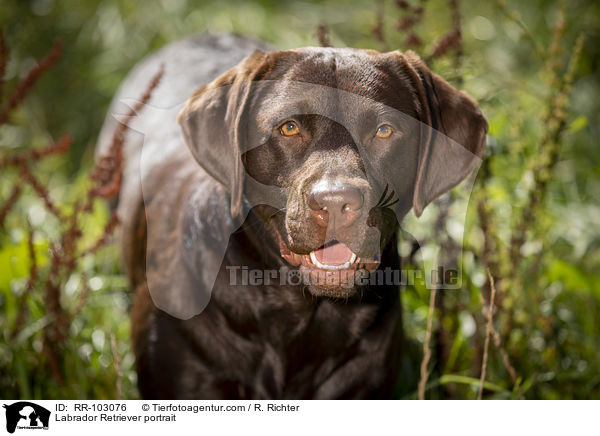 Labrador Retriever portrait / RR-103076