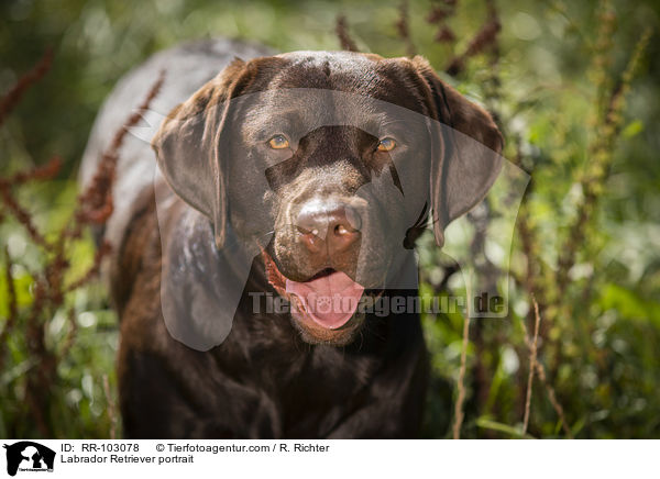 Labrador Retriever Portrait / Labrador Retriever portrait / RR-103078