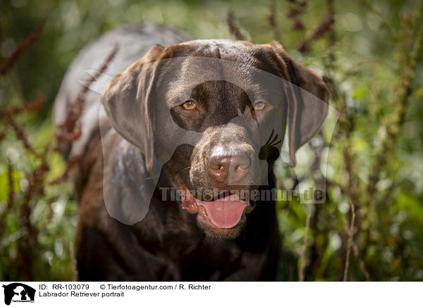 Labrador Retriever portrait / RR-103079