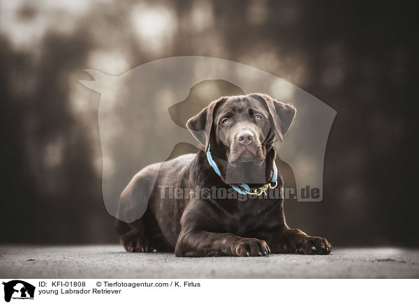 young Labrador Retriever / KFI-01808