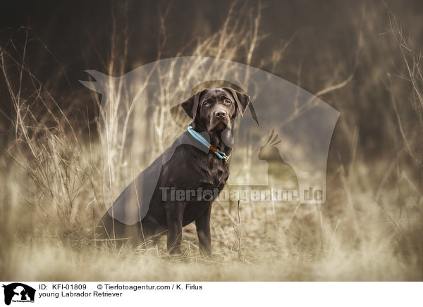young Labrador Retriever / KFI-01809