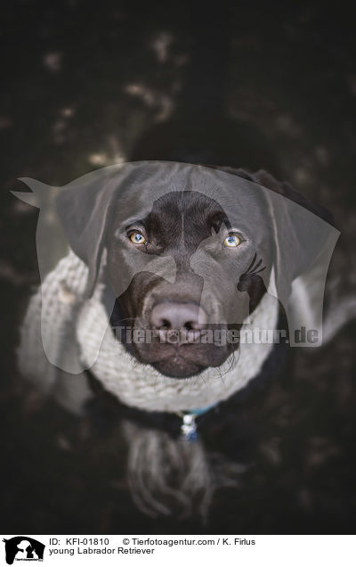 young Labrador Retriever / KFI-01810