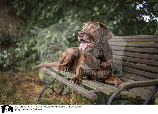 lying Labrador Retriever / LIB-01231