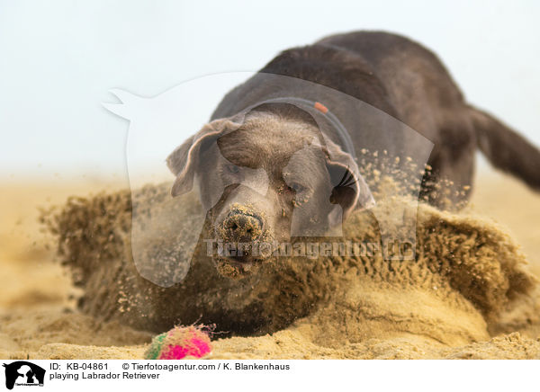 spielender Labrador Retriever / playing Labrador Retriever / KB-04861