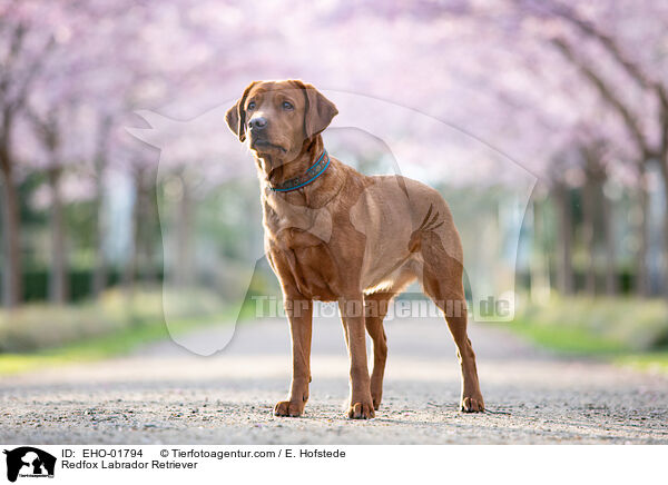 Redfox Labrador Retriever / EHO-01794