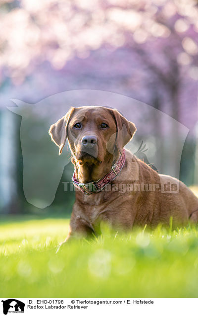 Redfox Labrador Retriever / EHO-01798
