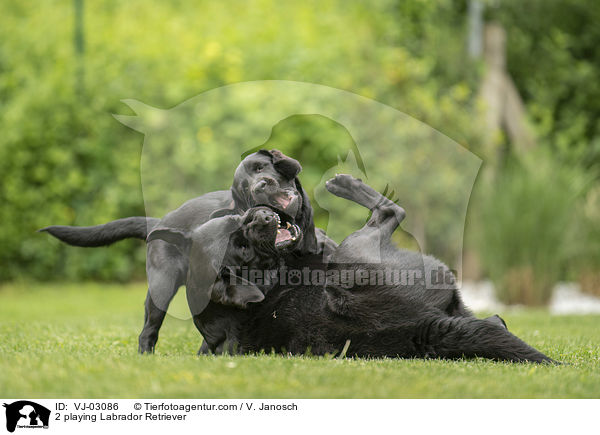 2 playing Labrador Retriever / VJ-03086