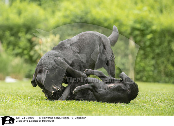 2 spielende Labrador Retriever / 2 playing Labrador Retriever / VJ-03097