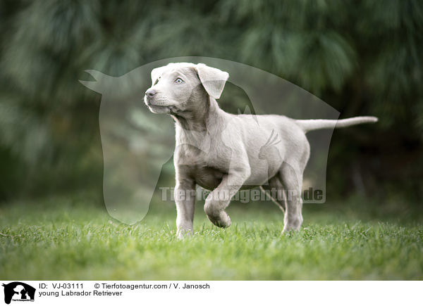 young Labrador Retriever / VJ-03111