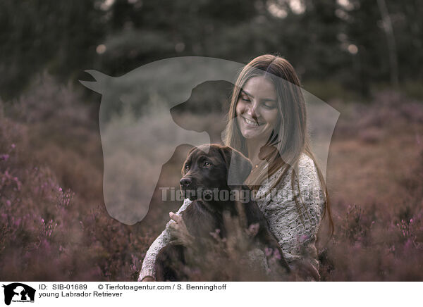 young Labrador Retriever / SIB-01689