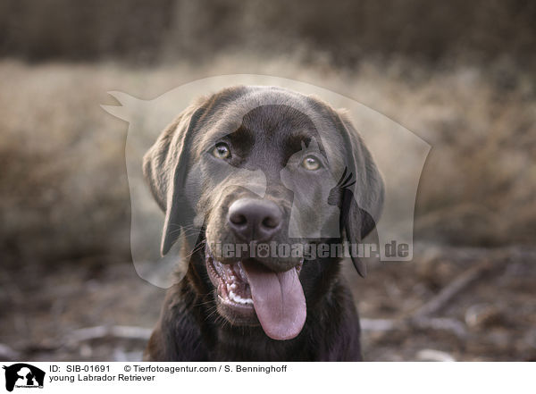 young Labrador Retriever / SIB-01691